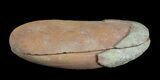 Didontogaster Fossil Worm (Pos/Neg) - Mazon Creek #70592-3